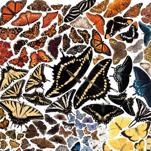 Butterflies of North America, signed poster 18X24&quot;