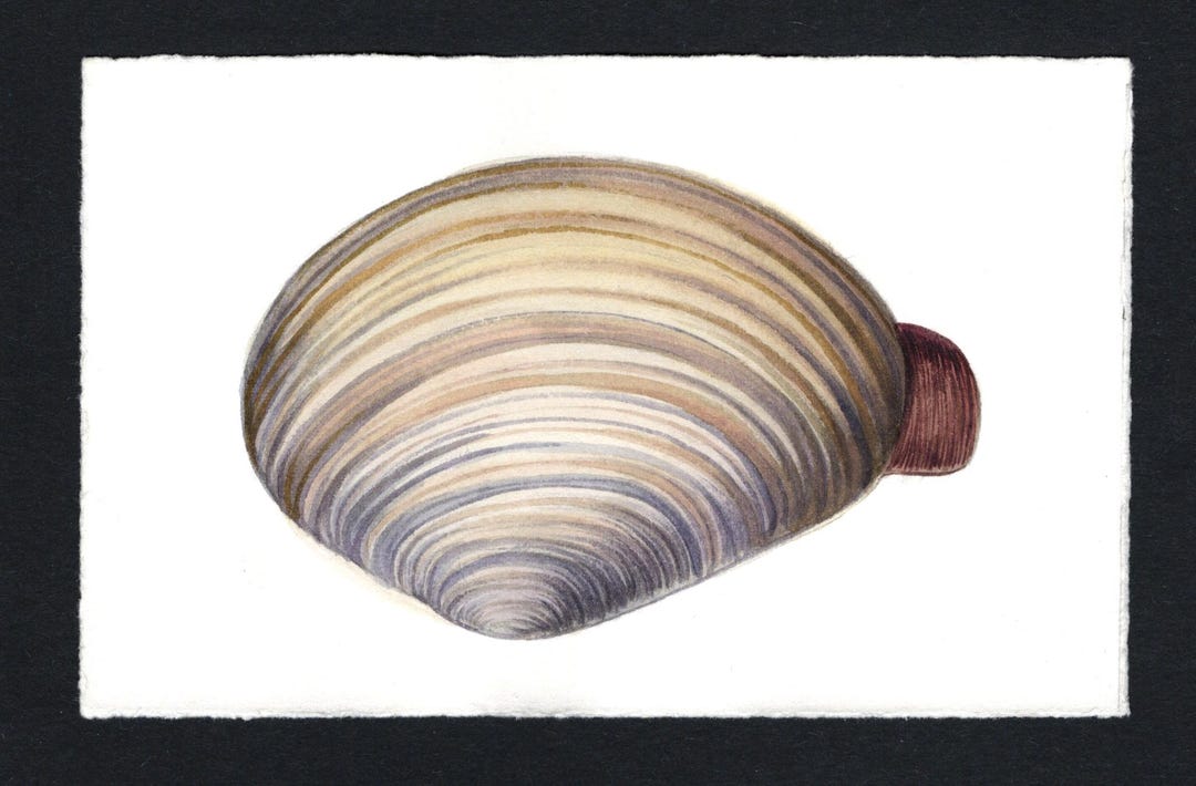 Watercolored Clam Shell Soft Shell Clam, Original Watercolor Painting - Etsy