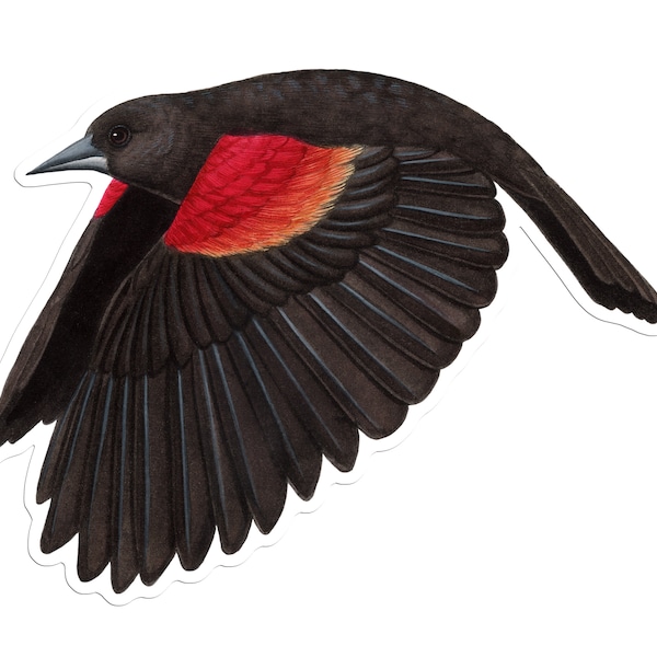 Red-winged Blackbird Vinyl Sticker