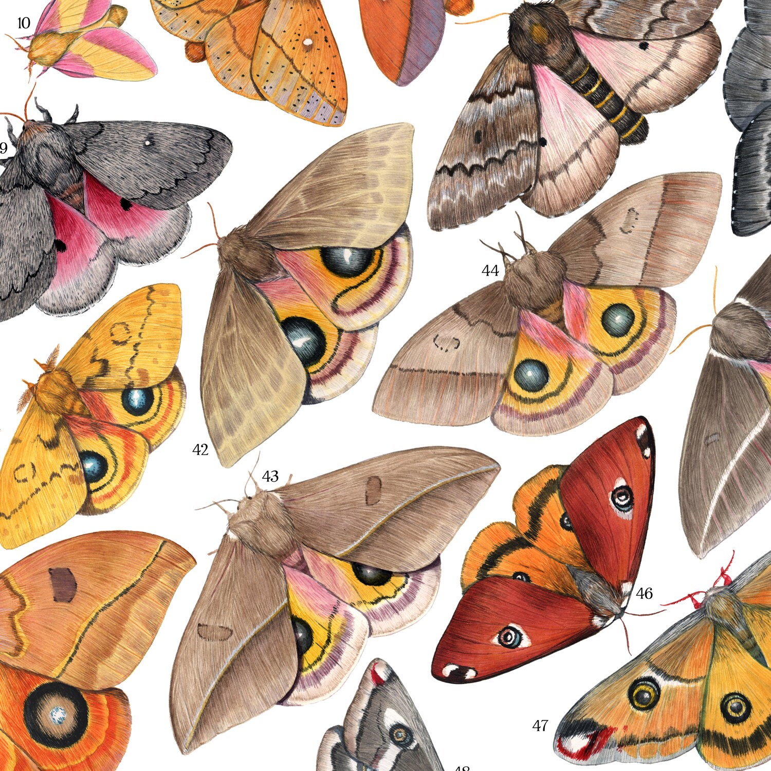 Saturniid Moths of North America, Signed Poster 18x24" - Etsy