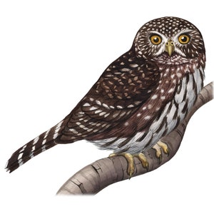 Northern Pygmy Owl (Original Watercolor)