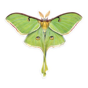 Luna Moth Vinyl Sticker