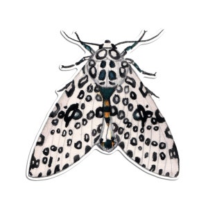 Cecropia Moth Sticker – TeaToucan