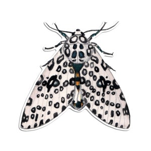 Giant Leopard Moth Vinyl Sticker