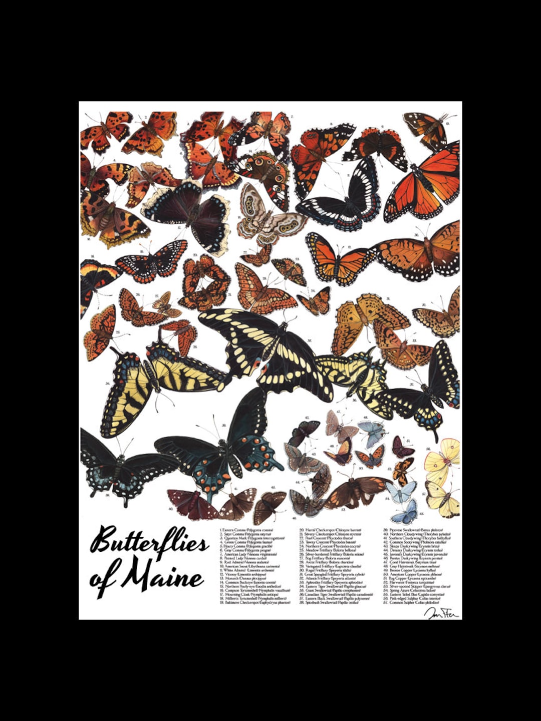Butterflies of Maine 12x16 Signed Print W/ Black Matte - Etsy Canada