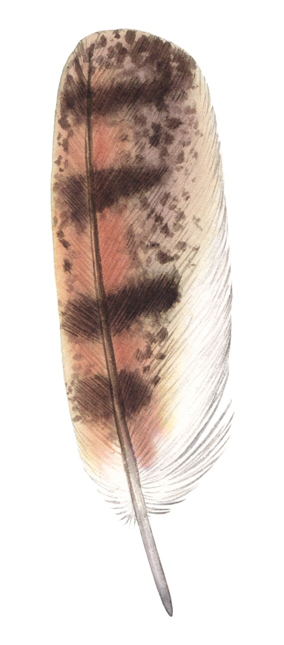 Barn Owl Tail Feather Original Watercolor Etsy