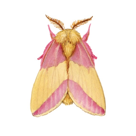 Rosy Maple Moth Sticker Etsy