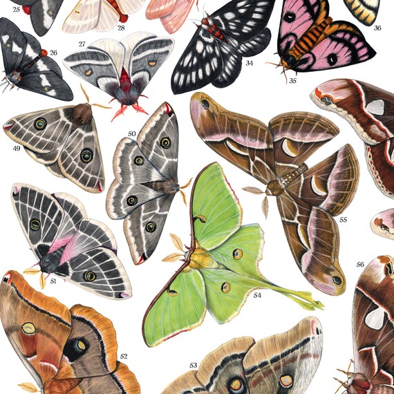 Saturniid Moths of North America, Signed Poster 18x24