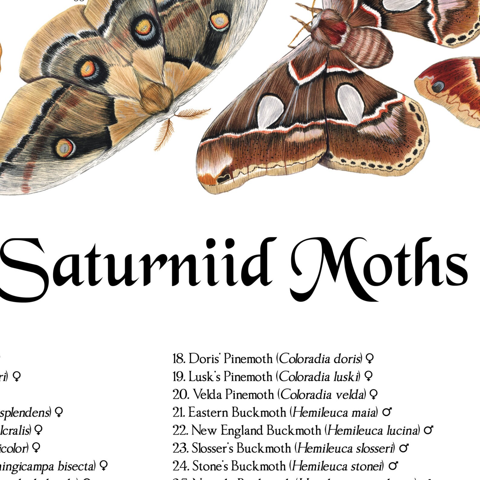 Saturniid Moths of North America, Signed Poster 18x24" - Etsy