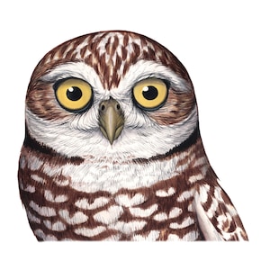 Burrowing Owl Face (Original Watercolor)