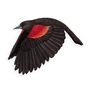 Red-winged Blackbird Vinyl Sticker