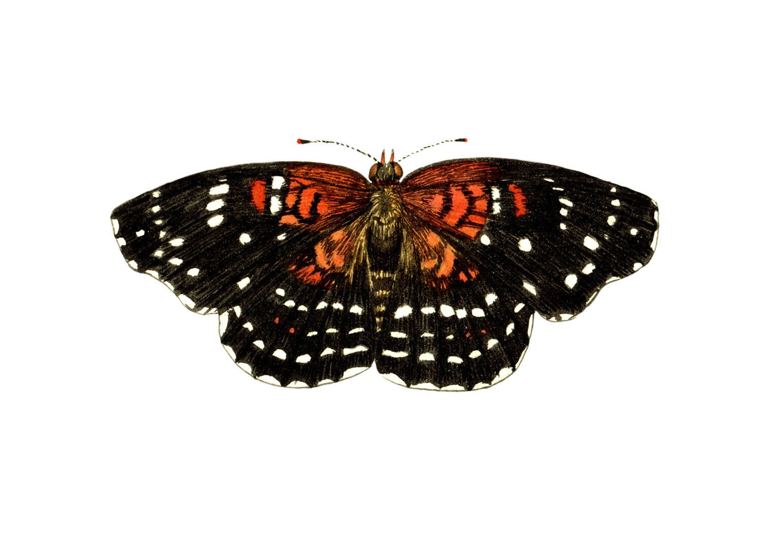 Mezzaluna texana (Anthanassa texana)