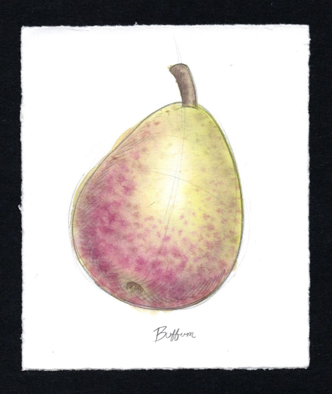 Buffum Pear Buffum Pear, Original Watercolor & Pencil Sketch - Etsy