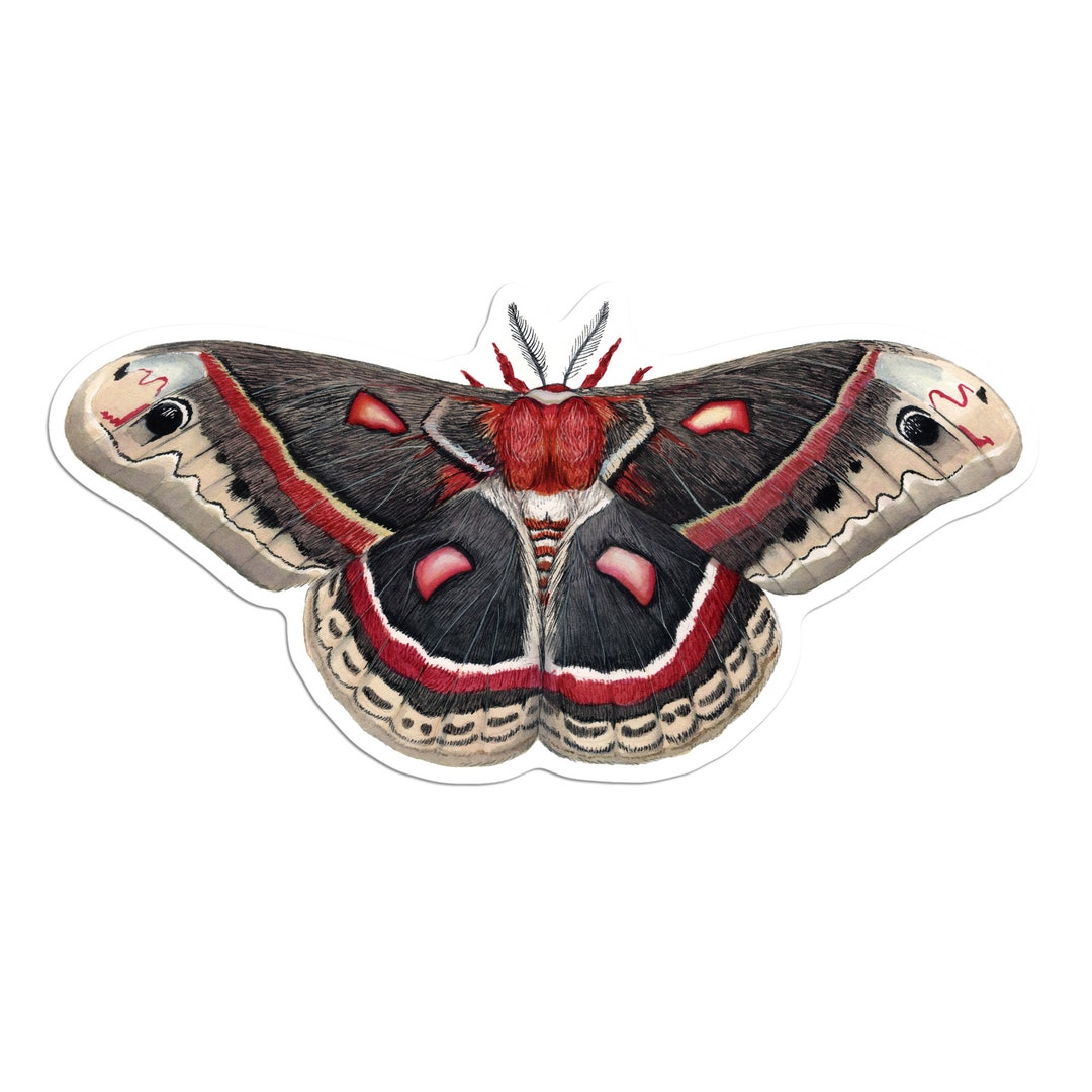 Cecropia Moth Vinyl Sticker - Etsy