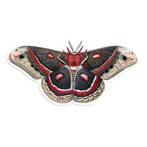 Cecropia Moth Vinyl Sticker