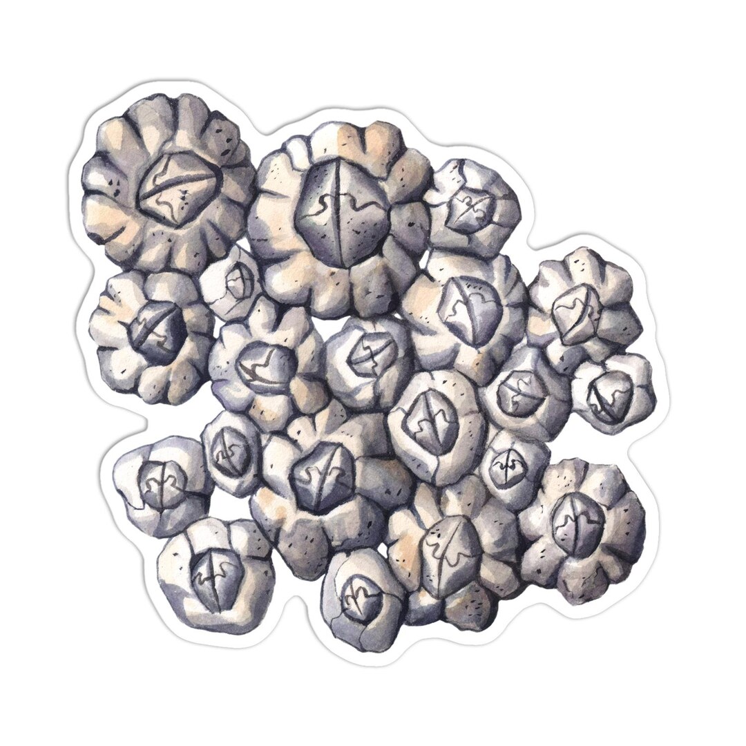 Barnacle Cluster Vinyl Sticker (transparent Border) - Etsy