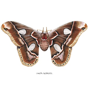 Cincta Silkmoth  (Rothschildia cinctus)