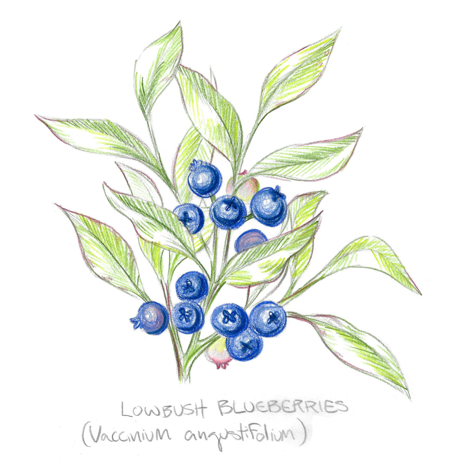 Как чернику нарисовать карандашом