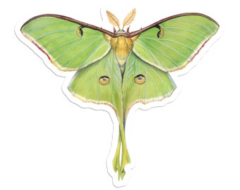 Luna Moth Vinyl Sticker