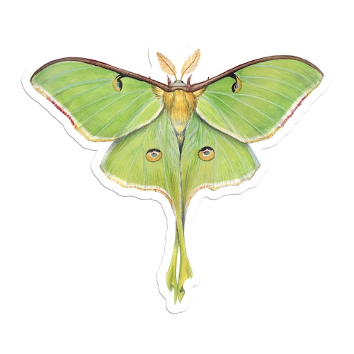 Cecropia Moth Vinyl Sticker - Etsy