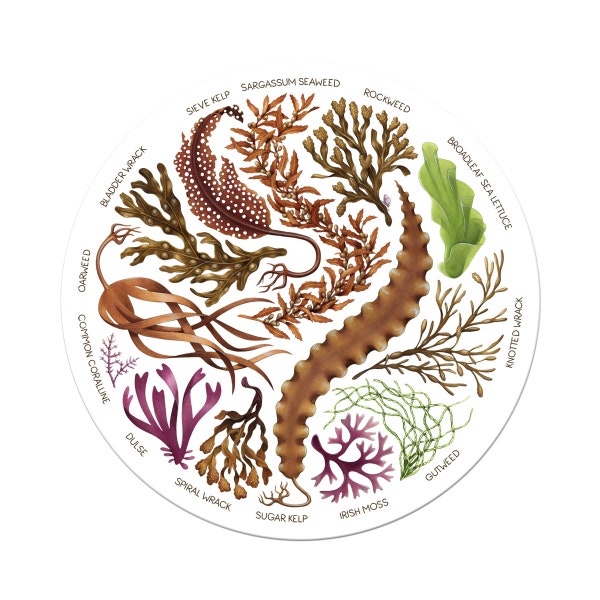 Seaweeds Vinyl Sticker