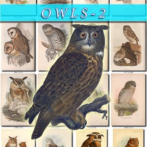 May include: A vintage illustration collage featuring various owl species. The owls are depicted in different poses and settings, showcasing their unique characteristics. The illustrations are in a detailed, realistic style with vibrant colours.