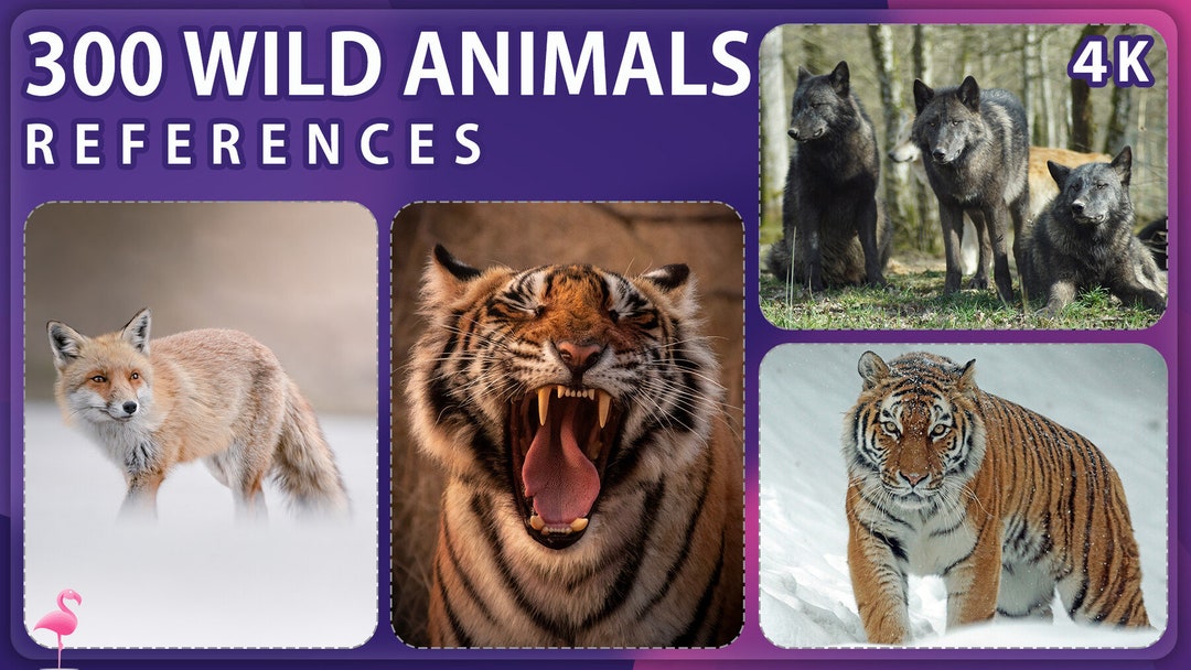 300 Wild Animals Photograph Reference Pack - Etsy