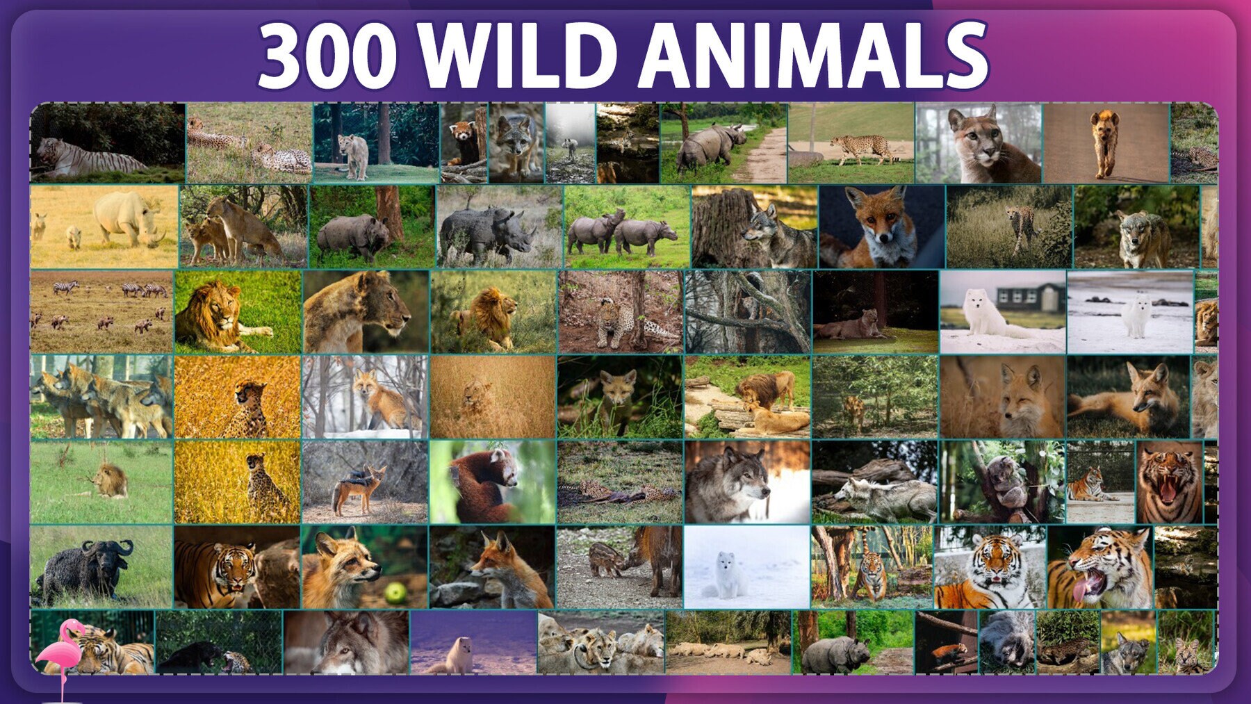300 Wild Animals Photograph Reference Pack - Etsy