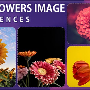 May include: A collage of four images featuring different types of flowers. The top left image shows a yellow sunflower in a field of sunflowers. The top right image shows a red zinnia flower. The bottom left image shows a bouquet of pink and orange gerbera daisies. The bottom right image shows a red tulip on a yellow background.