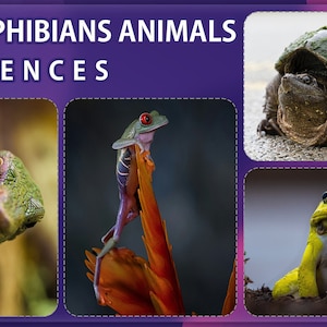 May include: A collage of four images featuring amphibians. The top image shows a snapping turtle on a grey background. The left image shows a green and purple lizard. The right image shows a red-eyed tree frog on a bright orange flower. The bottom image shows a yellow frog on a grey background. The text "400 AMPHIBIANS ANIMALS REFERENCES 4K" is at the top of the collage.