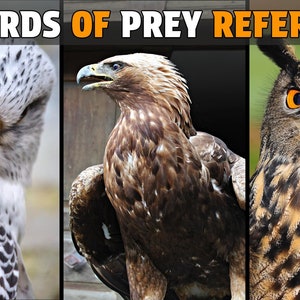 May include: A collage of three bird of prey images. The first image shows a close-up of a white and gray falcon with black markings. The second image shows a golden eagle with brown and gold feathers. The third image shows a brown and gray owl with large orange eyes. The text "500 BIRDS OF PREY REFERENCES VOL 1" is at the top of the image.