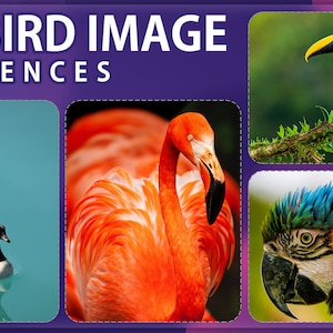 May include: A collage of four bird images. The top right image shows a black and orange toucan perched on a branch. The top left image shows two brown and black geese swimming in blue water. The bottom left image shows a pink flamingo with a long neck. The bottom right image shows a blue and yellow macaw with a close-up of its head.