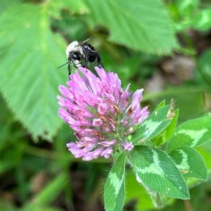 Red Clover Tincture