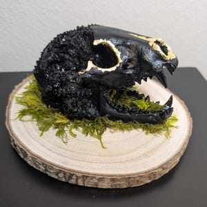 May include: A black skull sculpture with gold accents, resting on a bed of green moss and a wooden slice. The skull has a textured surface and open jaws, creating a striking contrast with the natural elements.