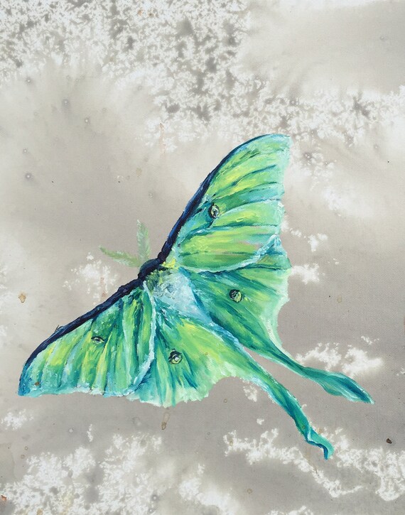 Moth Fine Art Print from Original Watercolor Painting