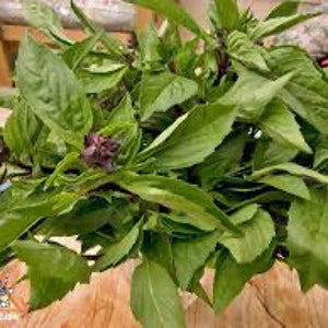 Basil - Thai  seeds