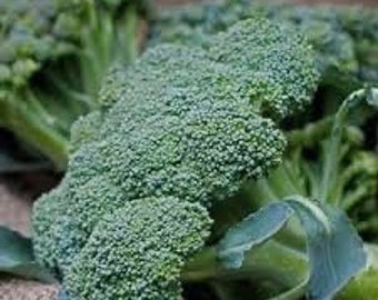 Broccoli Green Sprouting seeds