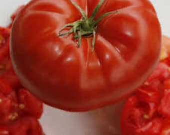 Tomato -Big Beef F1  seeds