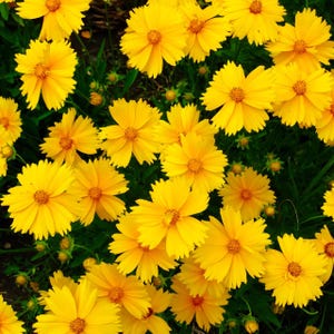 Coreopsis-Lance-Leaf Flower seeds