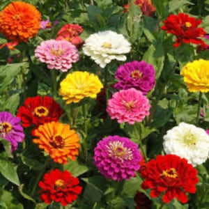 Zinnia-California Giant Flower seeds