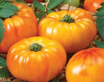 Tomato -Chef’s Choice Orange F1  seeds