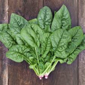 Spinach- Bloomsdale Long Standing Seeds