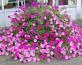 Petunias-Old Fashioned Vining Flower seeds