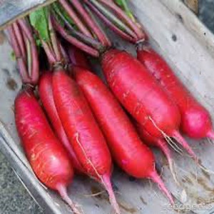 Radish China Rose  Seed