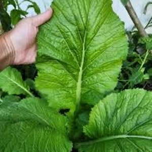 May include: A large, green mustard leaf with prominent veins. The leaf is held by a hand for scale.