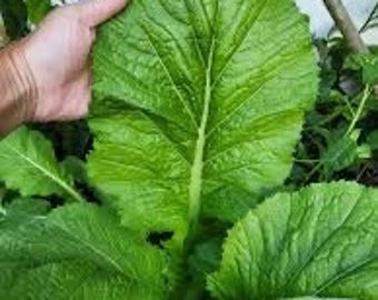 Mustard Florida Broadleaf Seed