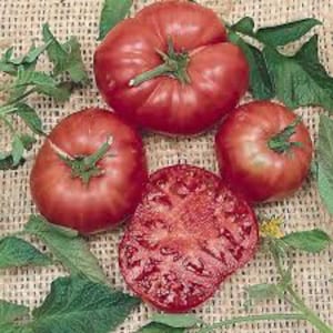 Tomato -Brandywine Pink seeds