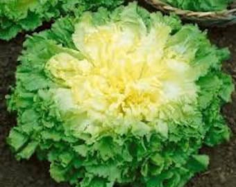 Escarole Broadleaf Batavian seeds