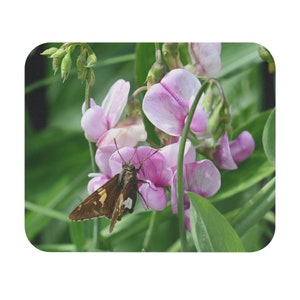 以下が含まれることがあります： オレンジ色の模様のある茶色と白の蝶がピンクの花にとまっている。花は他のピンクの花と緑の葉に囲まれている。