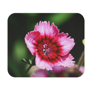 以下が含まれることがあります： 鮮やかなピンク色の花の中心が濃い赤色のクローズアップ。花びらは繊細に波打ち、花はぼやけた緑色の背景に配置されています。この花はおそらくナデシコです。